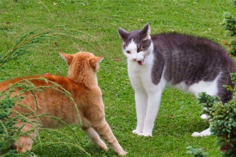 meine katze faucht mich an|katze faucht an.